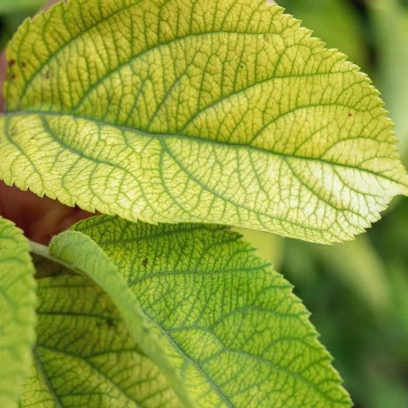 Iron Chlorosis  Southern Idaho Landscape Center