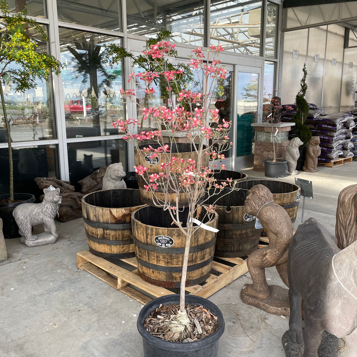 dogwood bonsai tree for sale Rubra Dogwood Tree – Southern Idaho Landscape Center