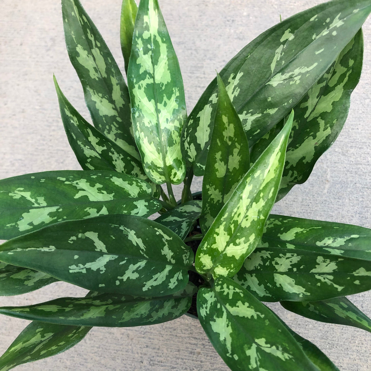 Aglaonema 'Emerald Beauty' (Chinese Evergreen)  Southern Idaho Landscape  Center