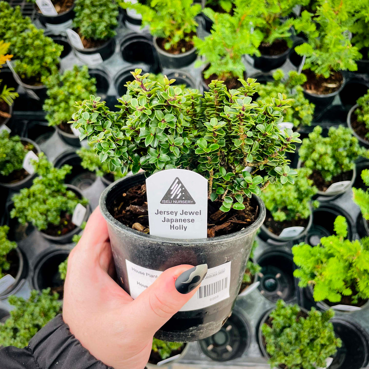 holly jolly succulent Jersey Jewel Japanese Holly