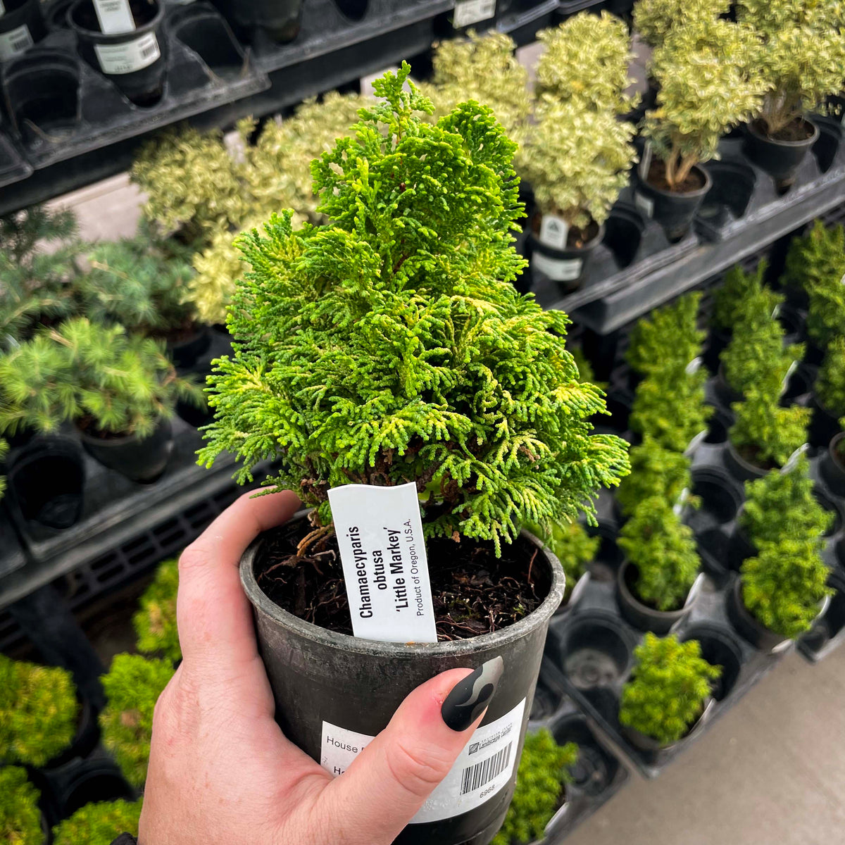 Chirimen Hinoki Cypress, Bonsai Starter Plant – Southern Idaho Landscape  Center
