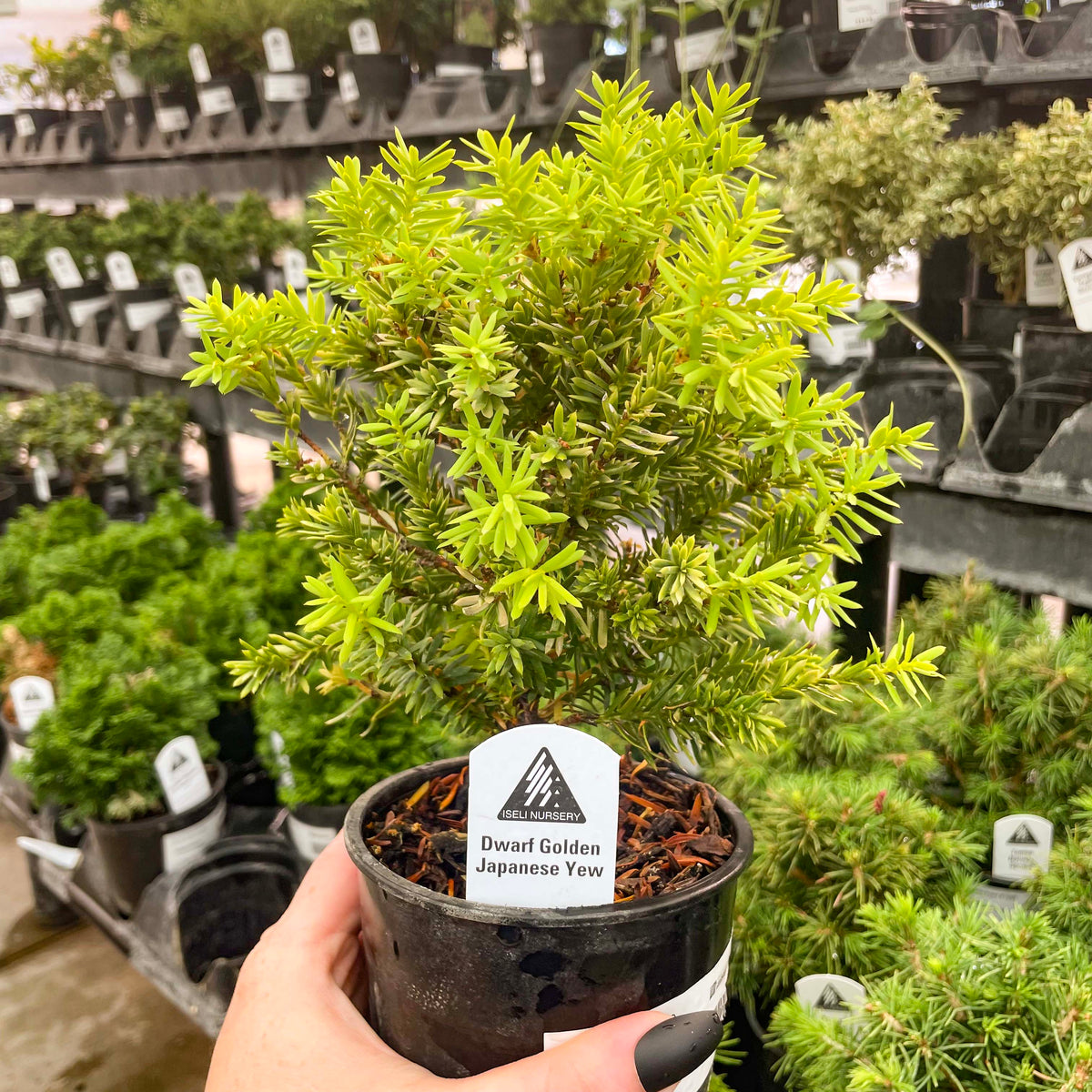 Nana Golden Dwarf Japanese Yew - Live Bonsai Starter, 4” Grower’s Pot ...