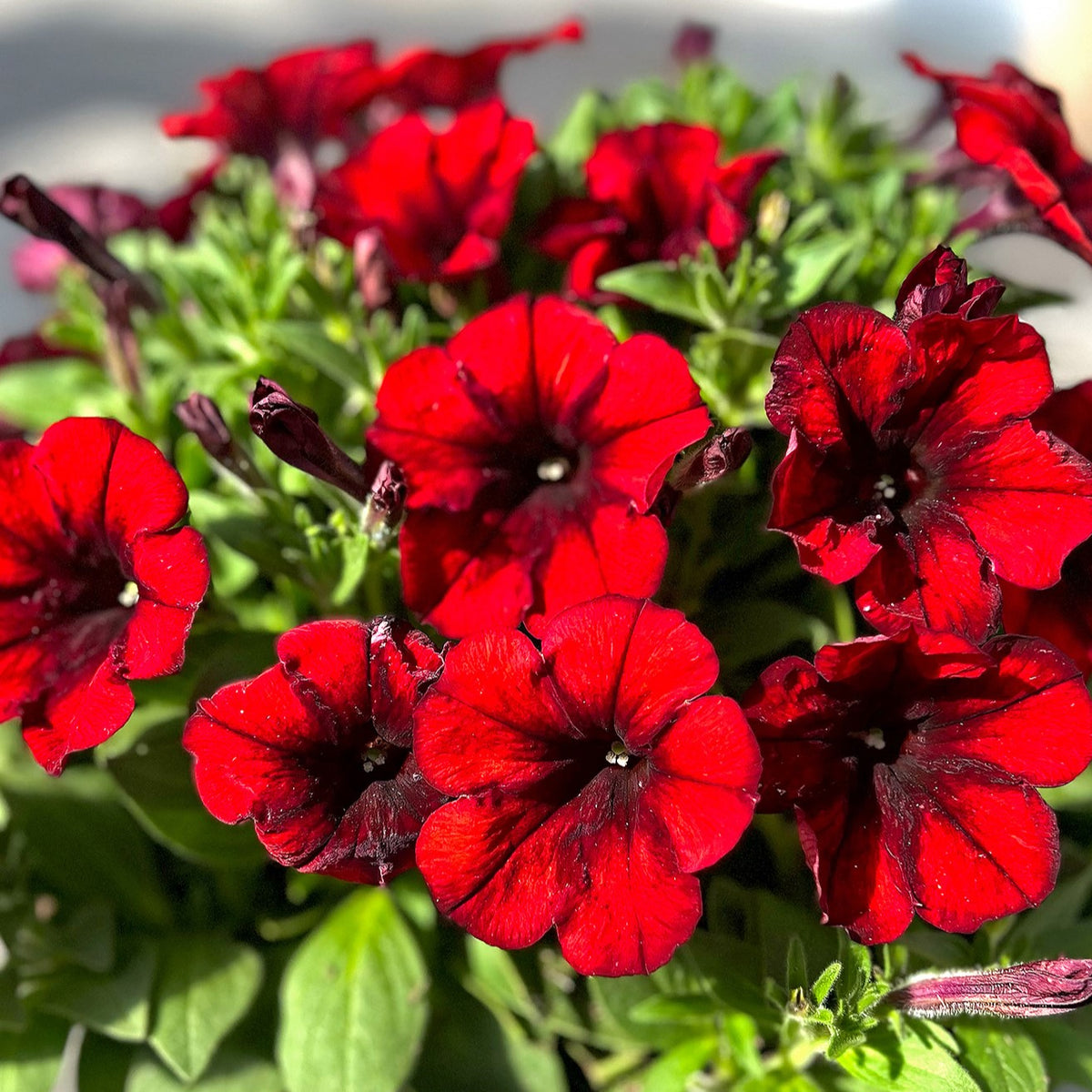 Crazytunia Gingersnap Petunia – Southern Idaho Landscape Center