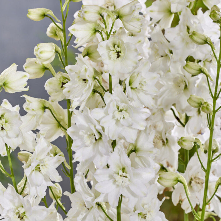 Pixie Rocket Moon Rocket Delphinium (Larkspur) – Southern Idaho