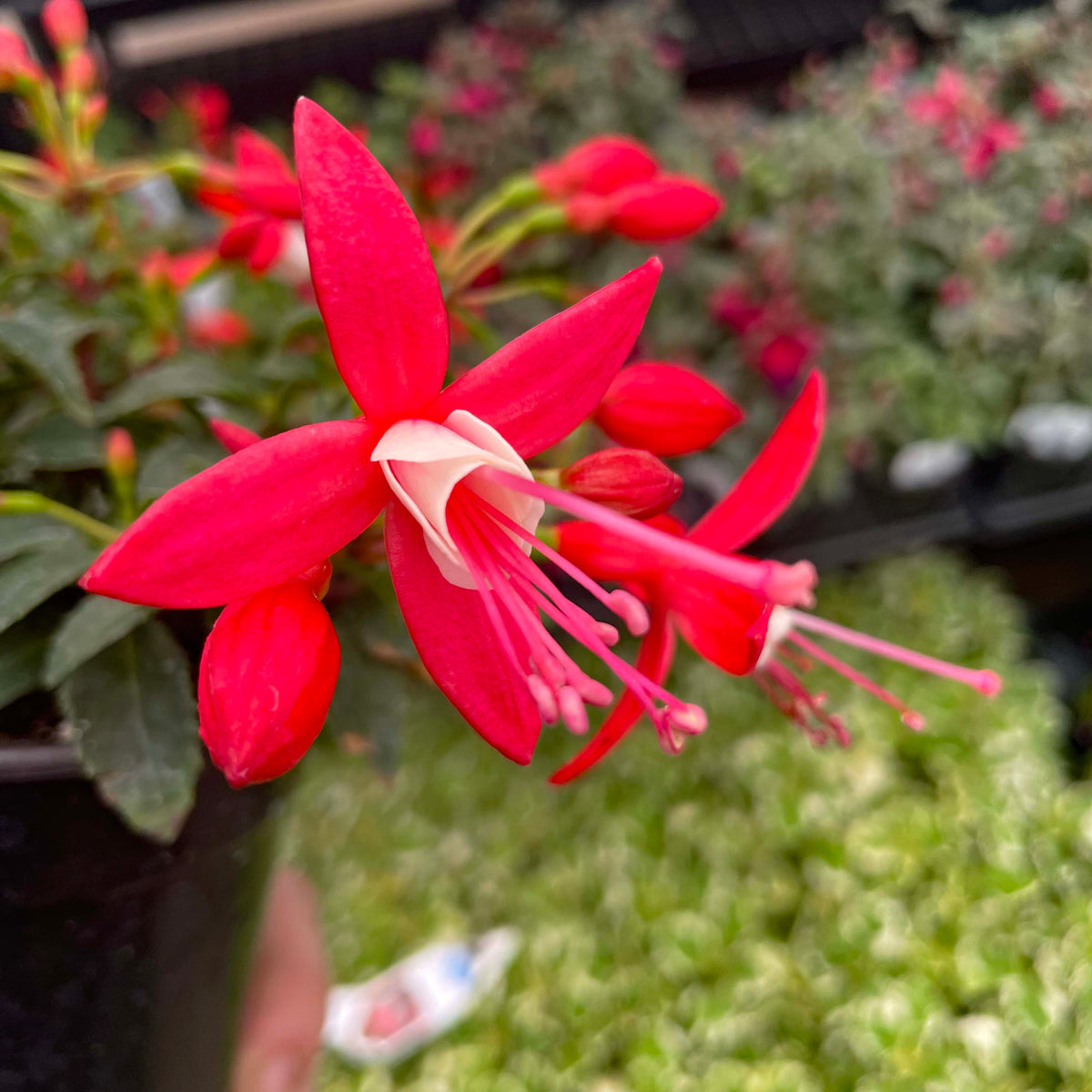 Bellinto Red & White Fuchsia – Southern Idaho Landscape Center