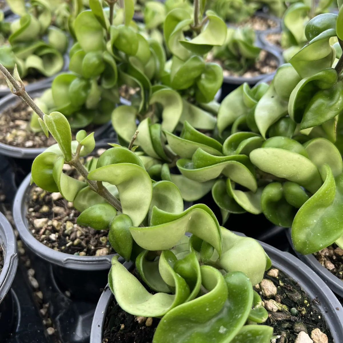 Hoya carnosa 'Compacta' (Hindu Rope Vine)