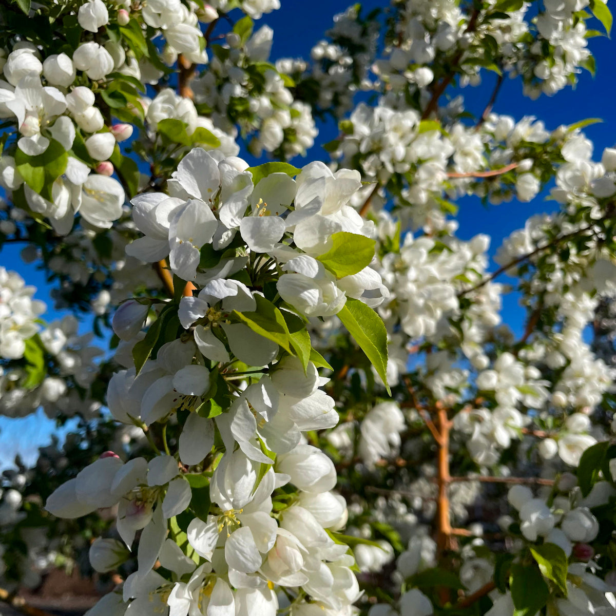 Spring Snow Crabapple Tree – Southern Idaho Landscape Center