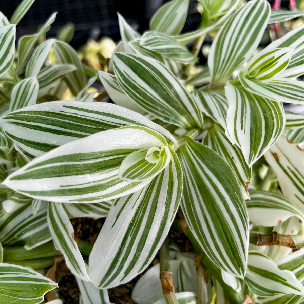 Tradescantia 'Pistachio White' – Southern Idaho Landscape Center