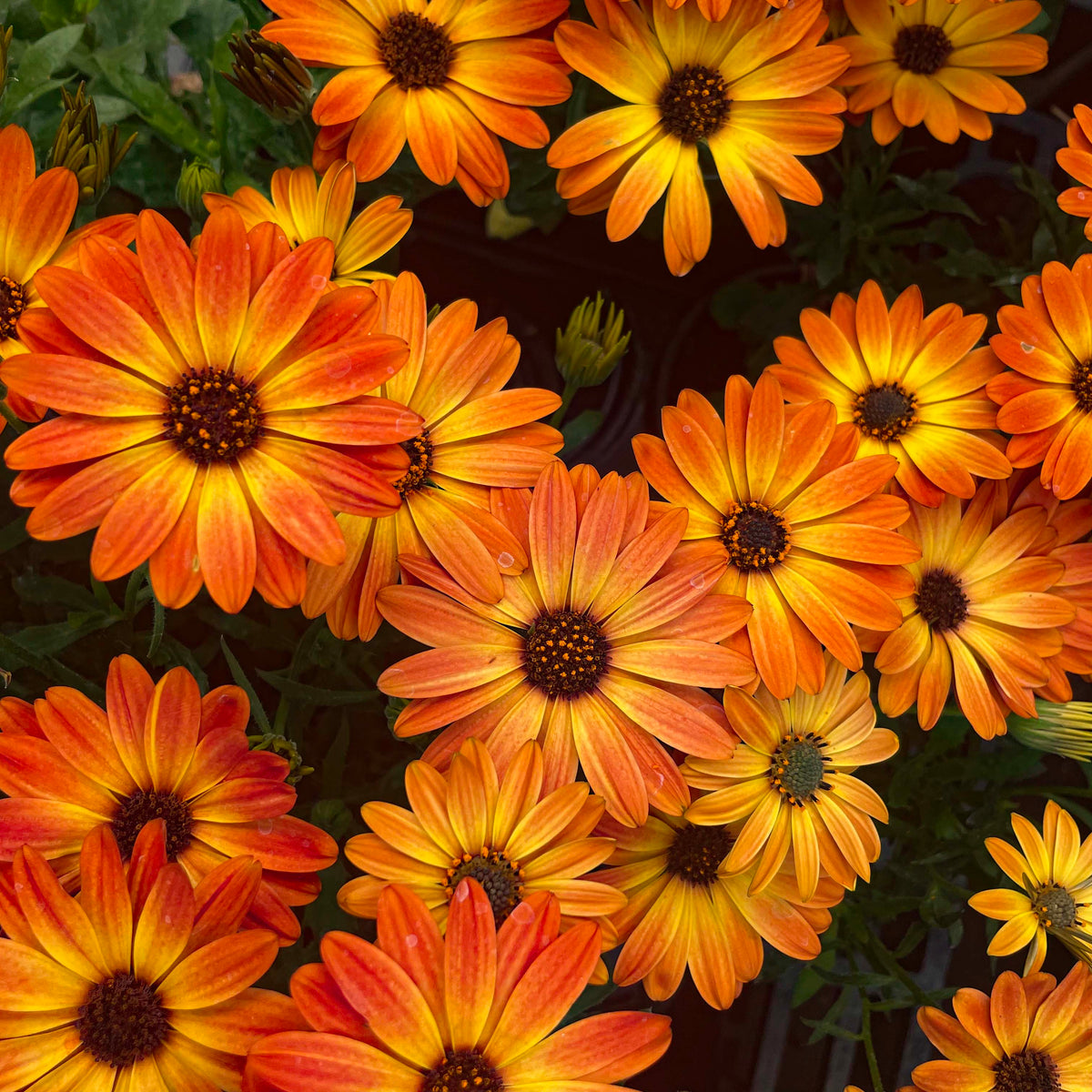 Zion Orange Burst Osteospermum (African Daisy) – Southern Idaho