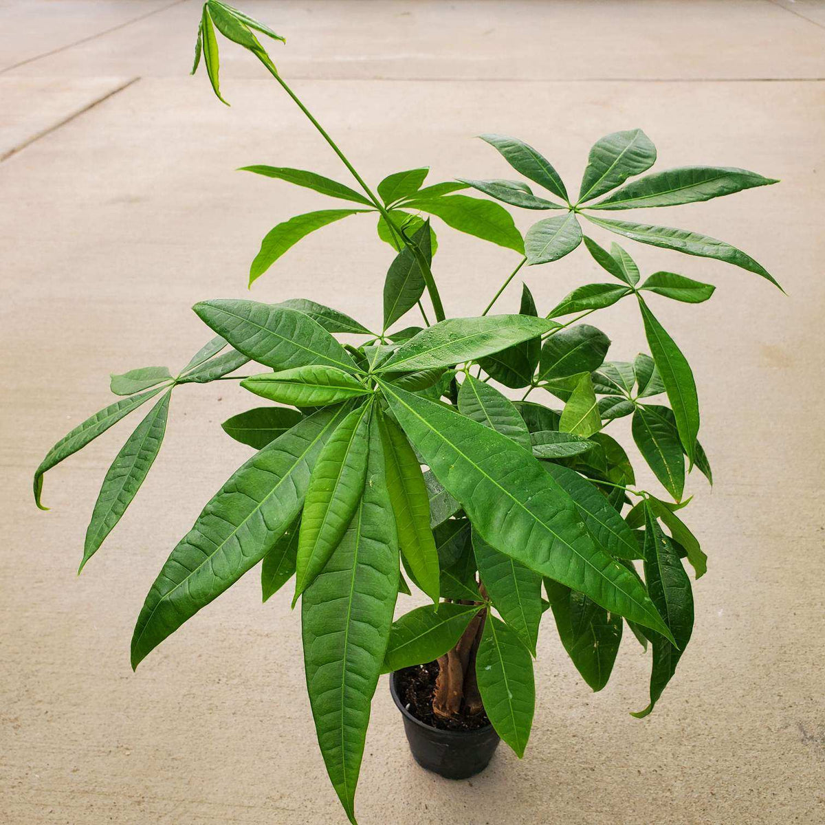 money tree boise idaho Pachira aquatica (Money Tree)