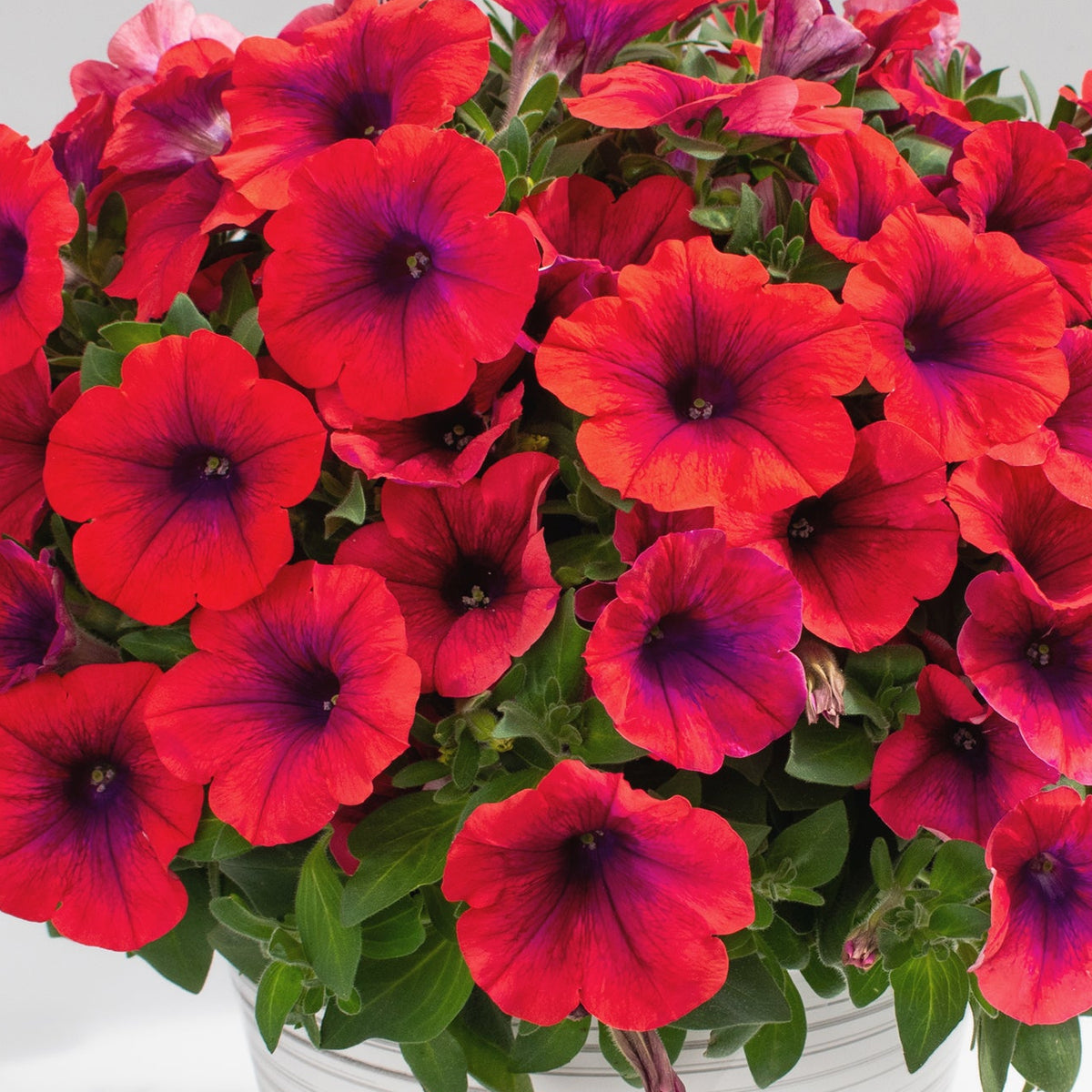 Inferno Metallic Orange Petunia – Southern Idaho Landscape Center