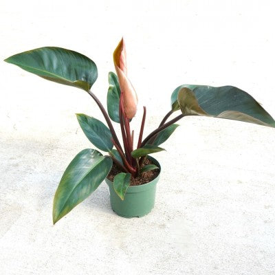 philodendron red congo Birkin Philodendron, Houseplant – Southern Idaho Landscape Center