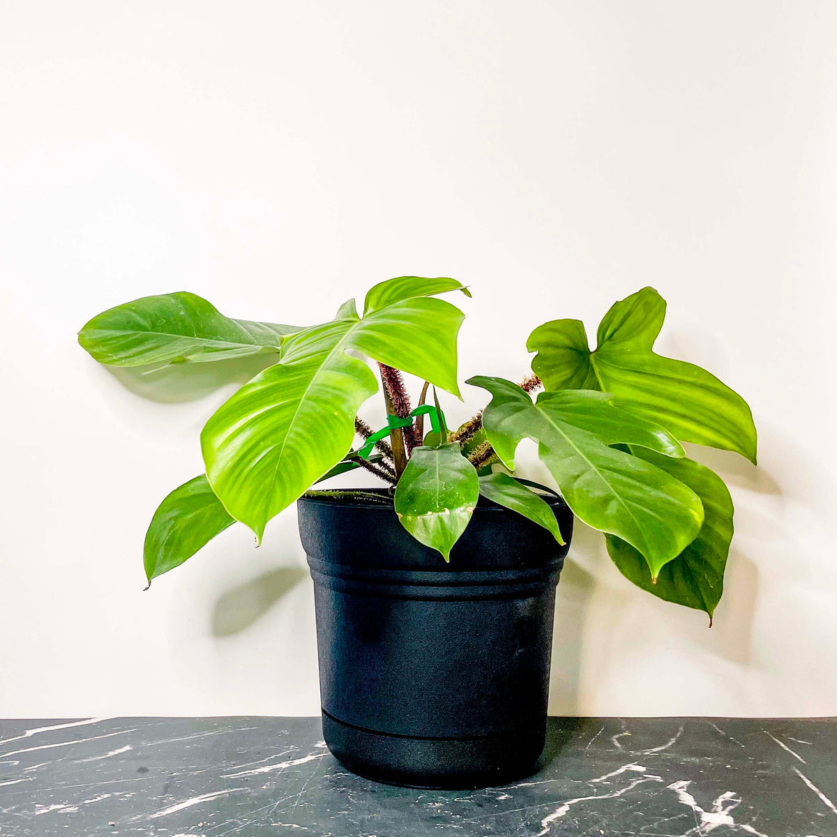 Philodendron squamiferum