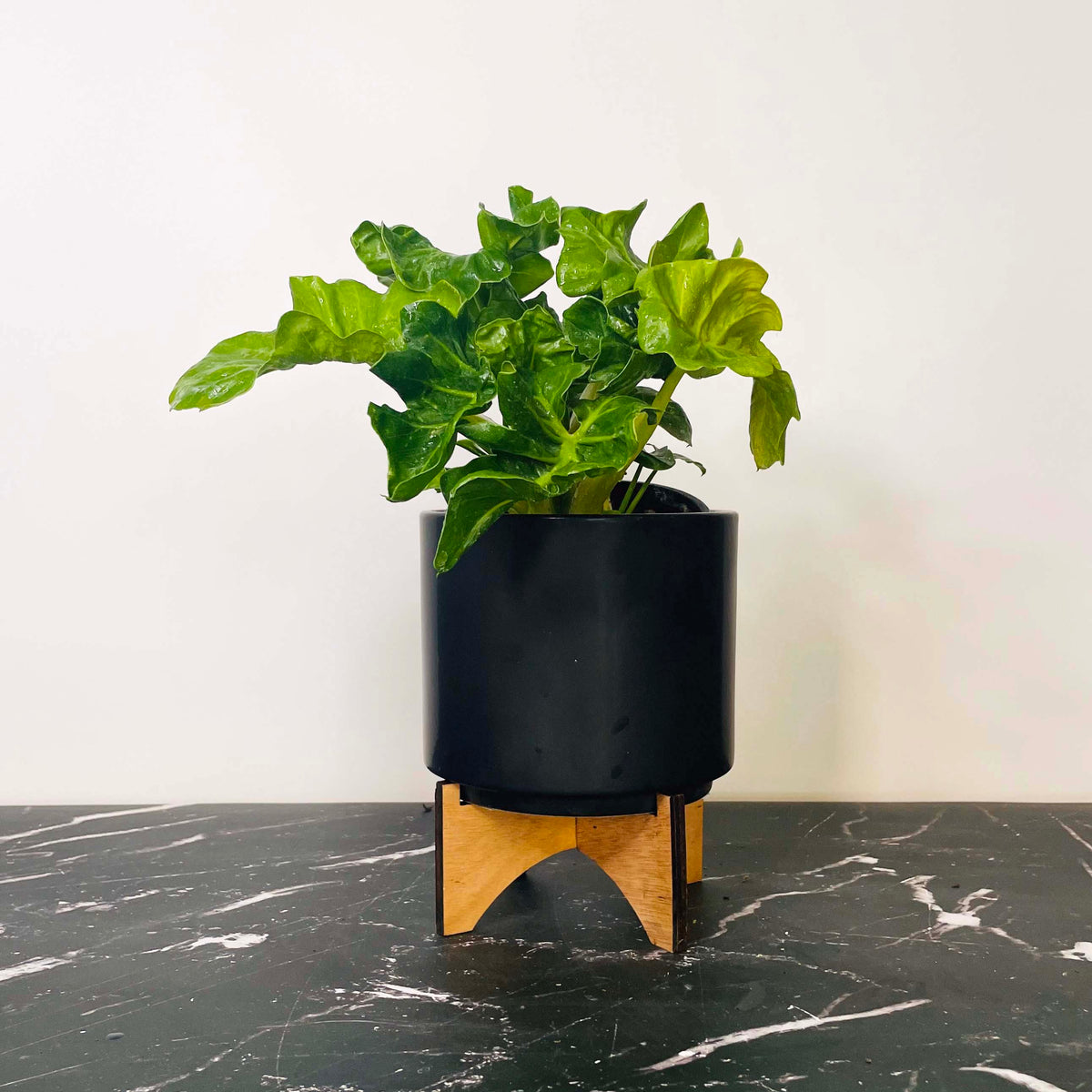 philodendron little atom Philodendron 'Super Atom' – Southern Idaho Landscape Center