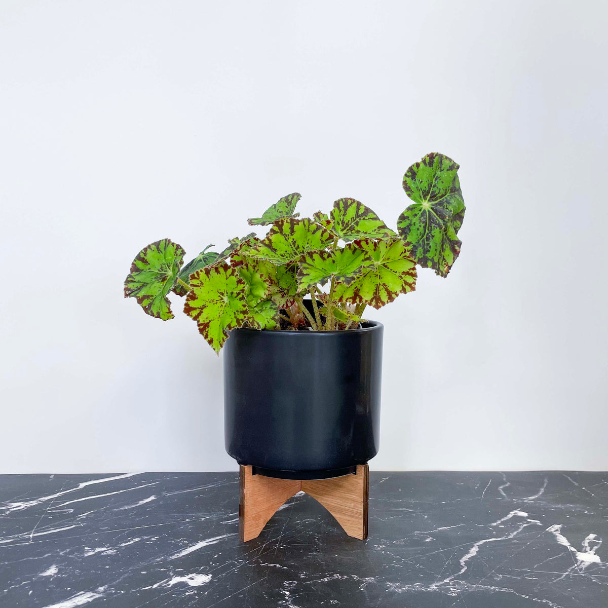 Begonia 'Zumba' – Southern Idaho Landscape Center