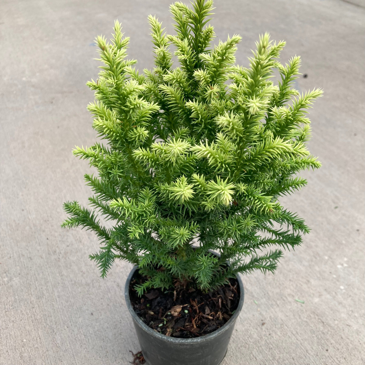 Golden Promise Japanese Cedar, Bonsai Starter Plant – Southern Idaho  Landscape Center