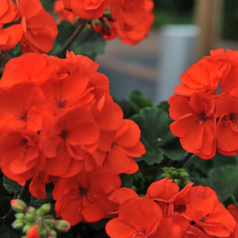 Savannah Oh So Orange Zonal Geranium Plant Southern Idaho Landscape Center