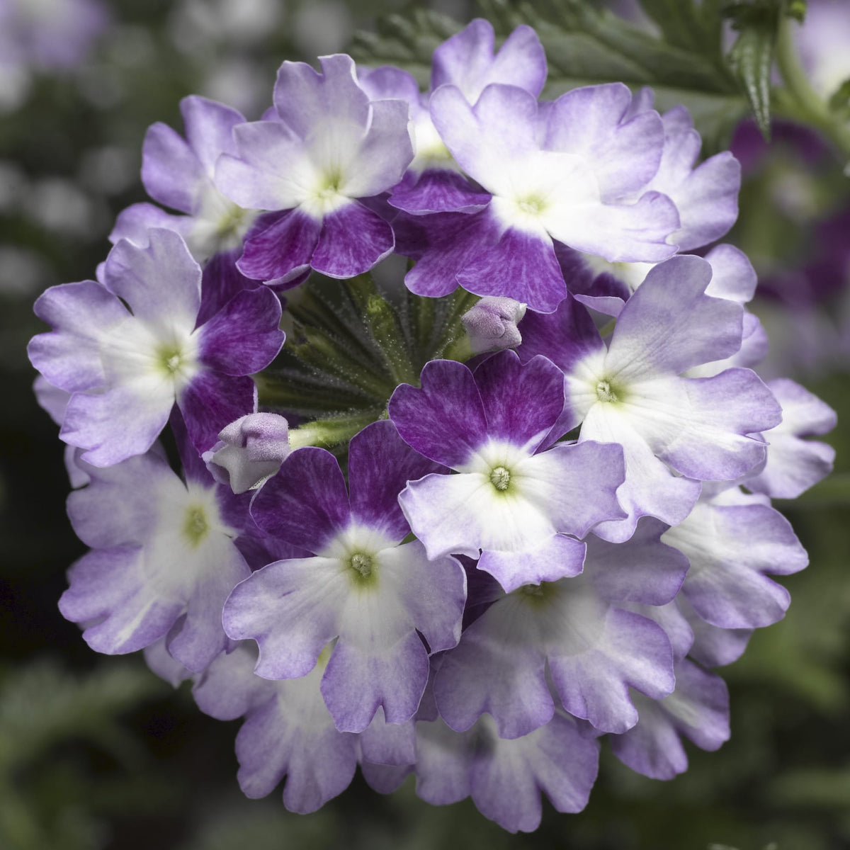 Lanai Twister Purple Verbena – Southern Idaho Landscape Center