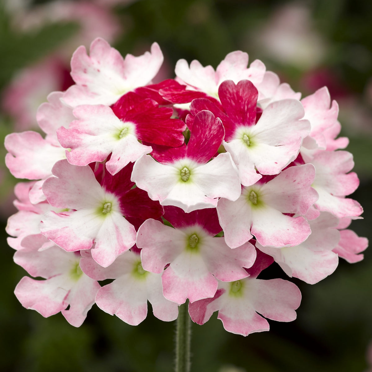 Lanai Twister Red Verbena – Southern Idaho Landscape Center
