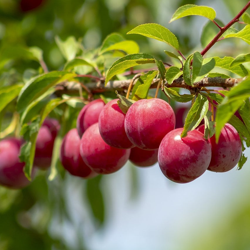 Burgundy Plum Tree – Southern Idaho Landscape Center