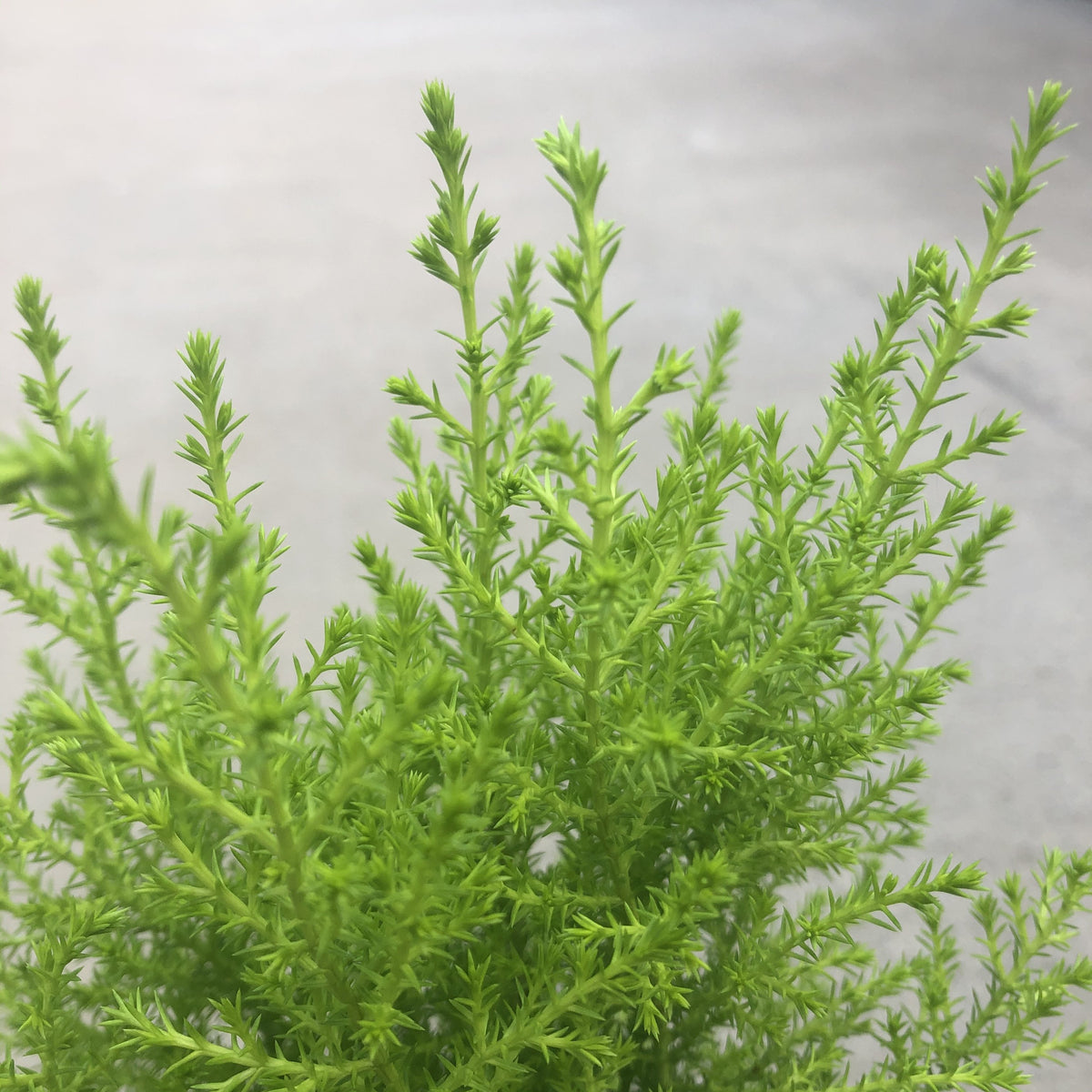 Dwarf Lemon Cypress Southern Idaho Landscape Center