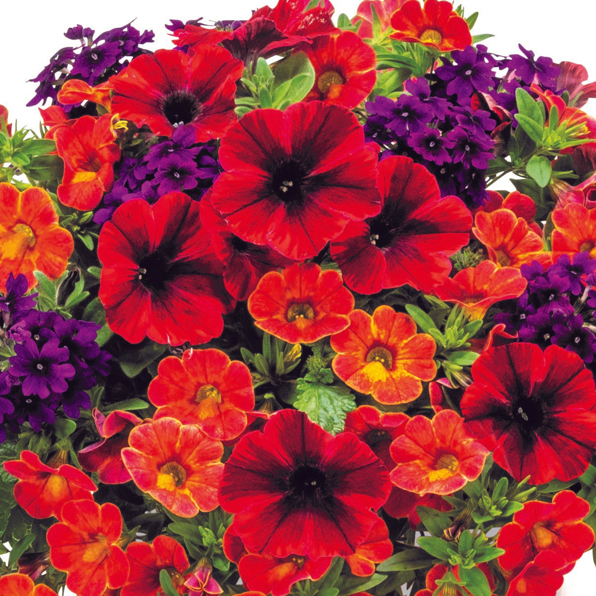 10" Confetti Fall Fandango Hanging Basket Southern Idaho Landscape Center