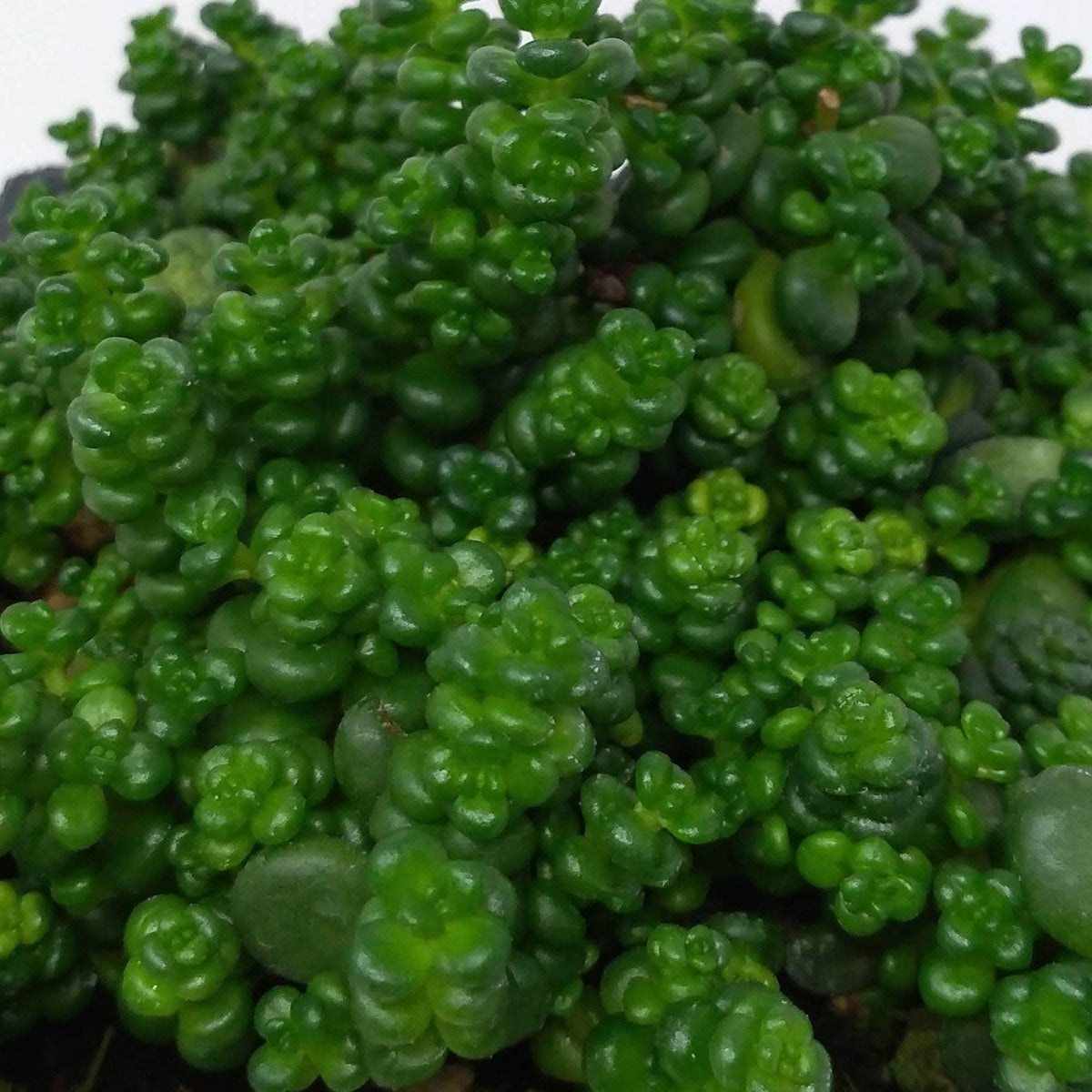 old man bones succulent care Old Man's Bones Creeping Sedum (Stonecrop) – Southern Idaho Landscape Center