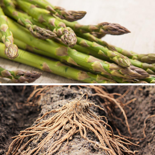 Asparagus Root Jersey Giant PER Root Southern Idaho Landscape Center