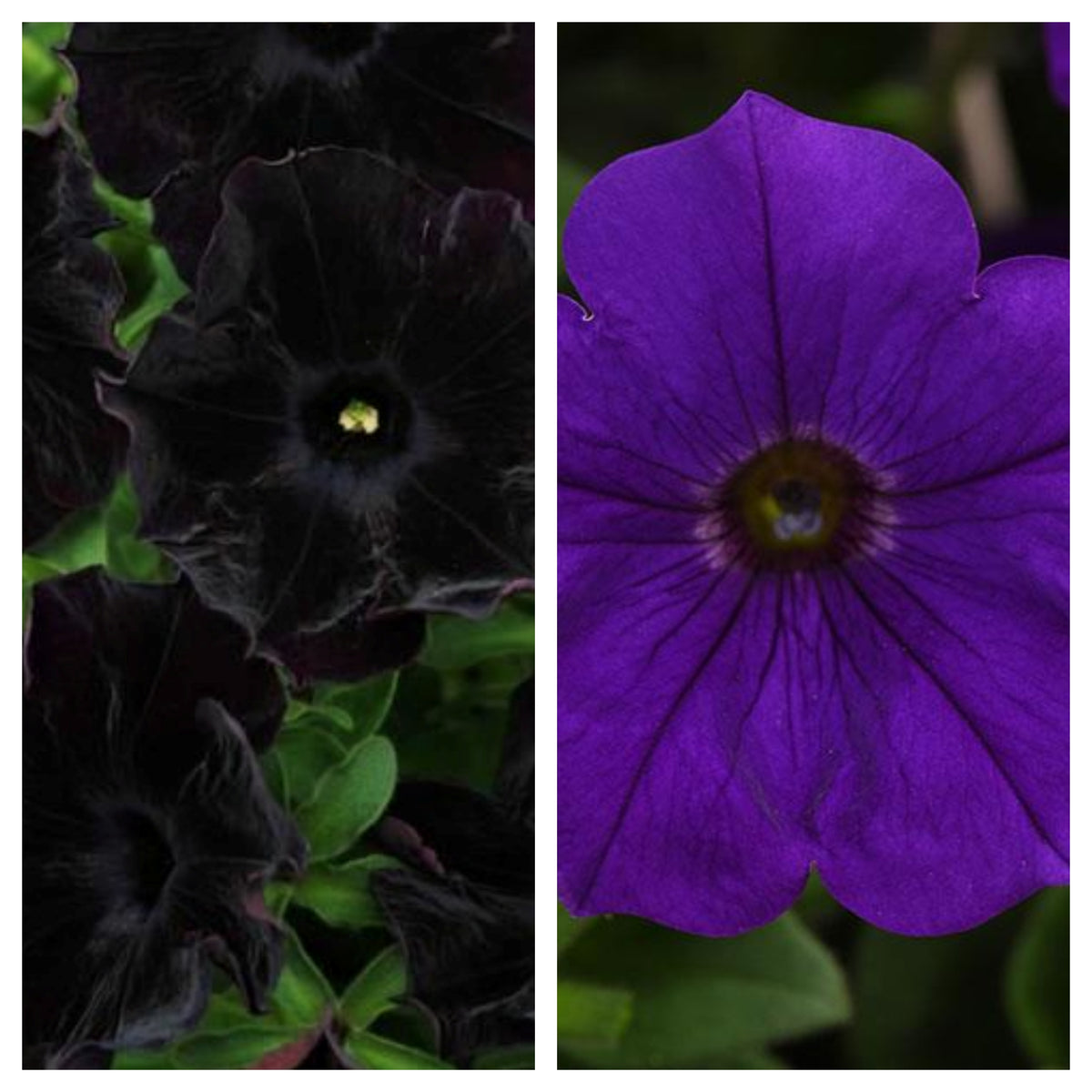 10" Black and Blue Petunia Hanging Basket Plant – Southern Idaho