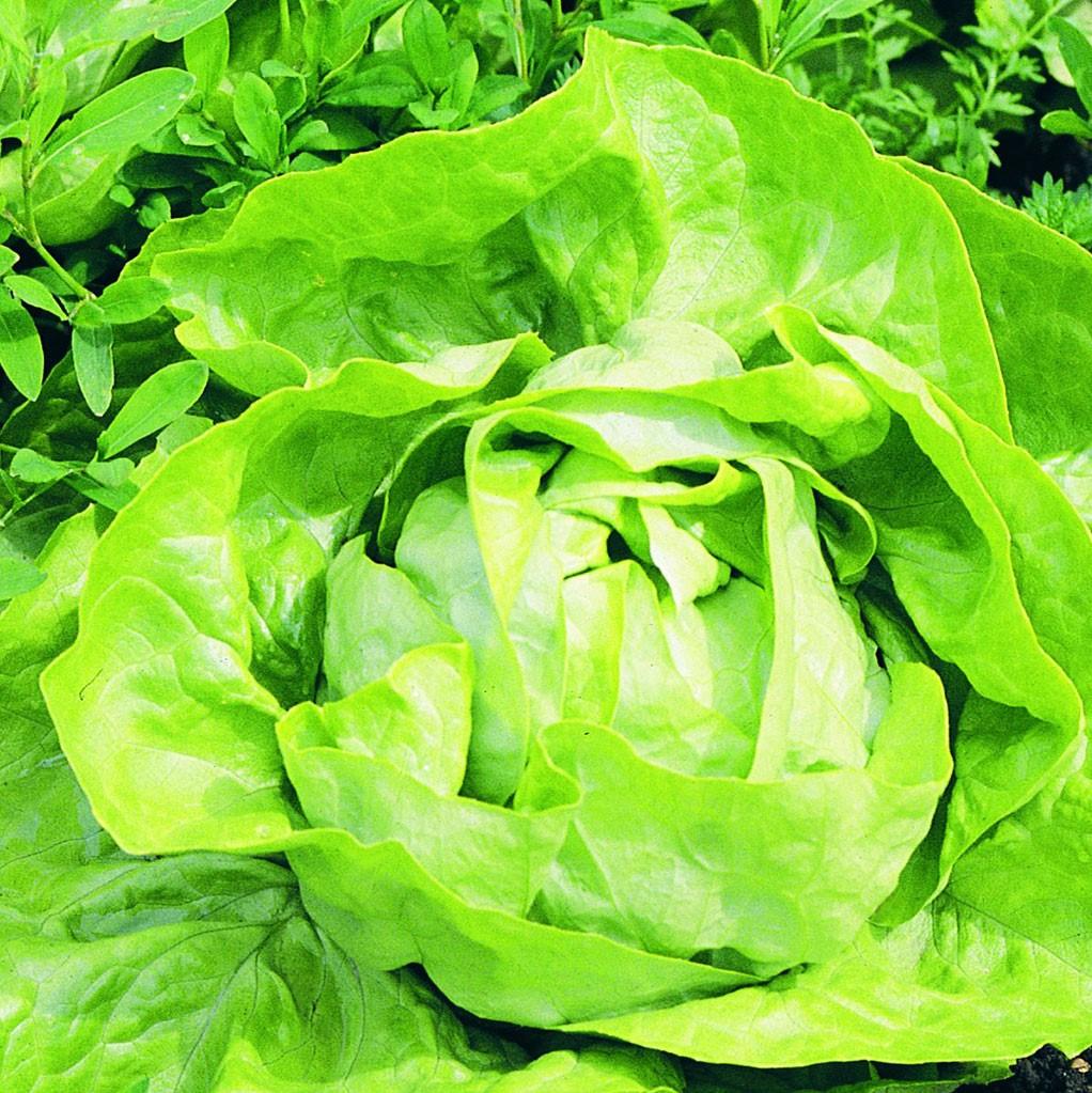 Buttercrunch Lettuce (Garden Starter Plant) Southern Idaho Landscape