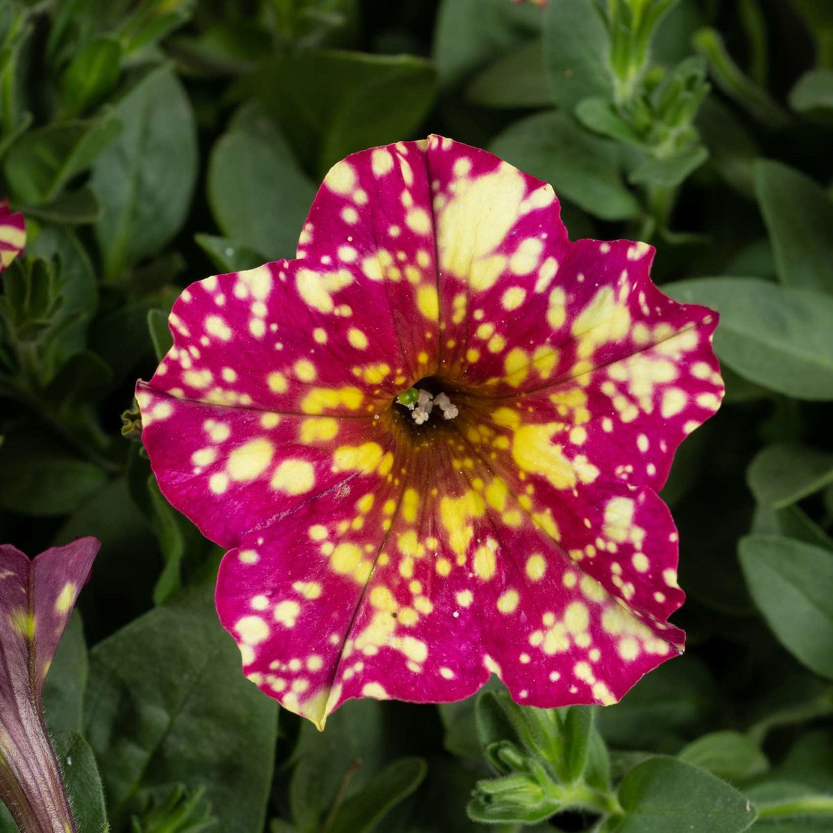 calycherry_1200x1200.jpg?v=