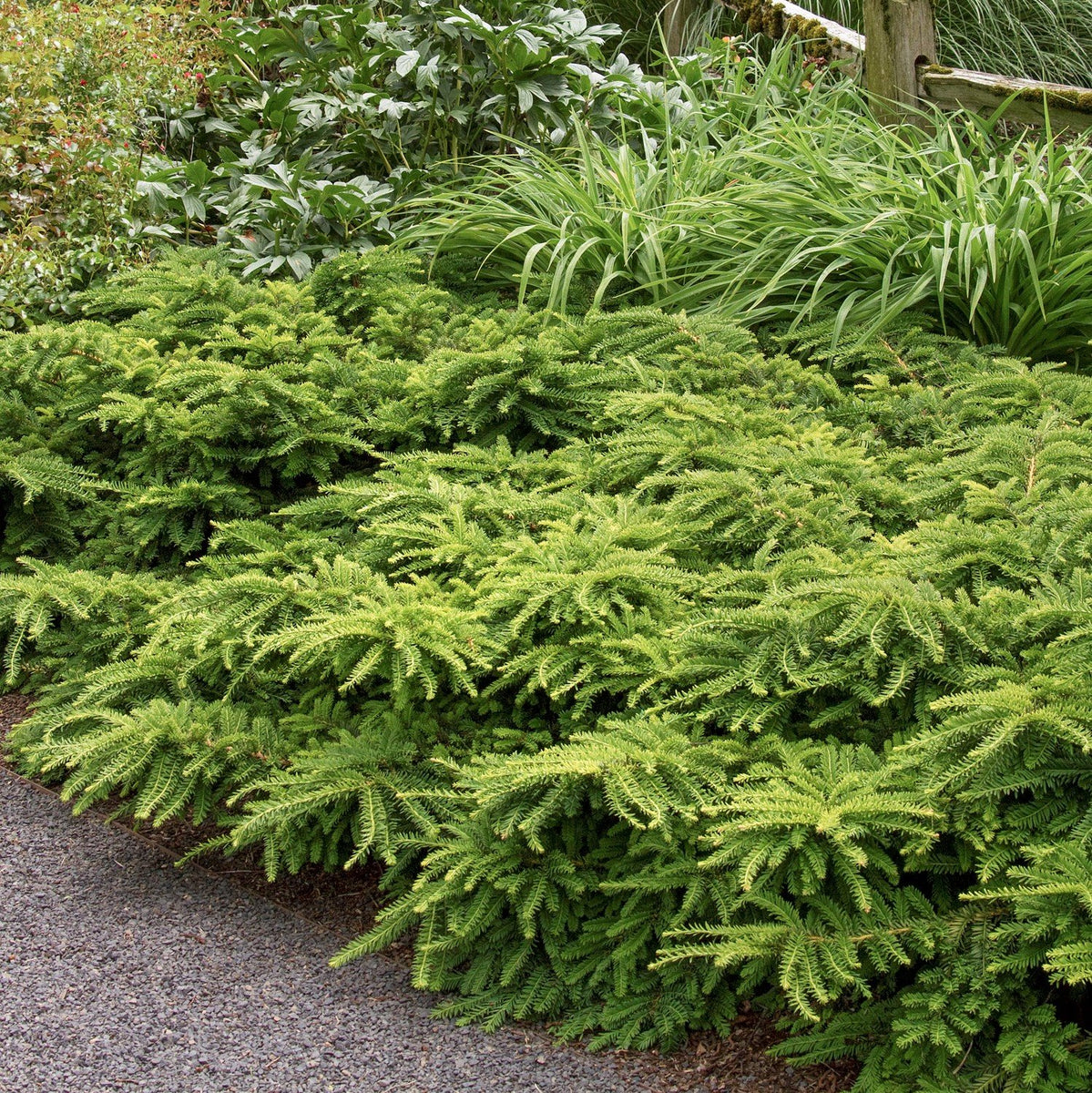 Emerald Spreader Yew – Southern Idaho Landscape Center