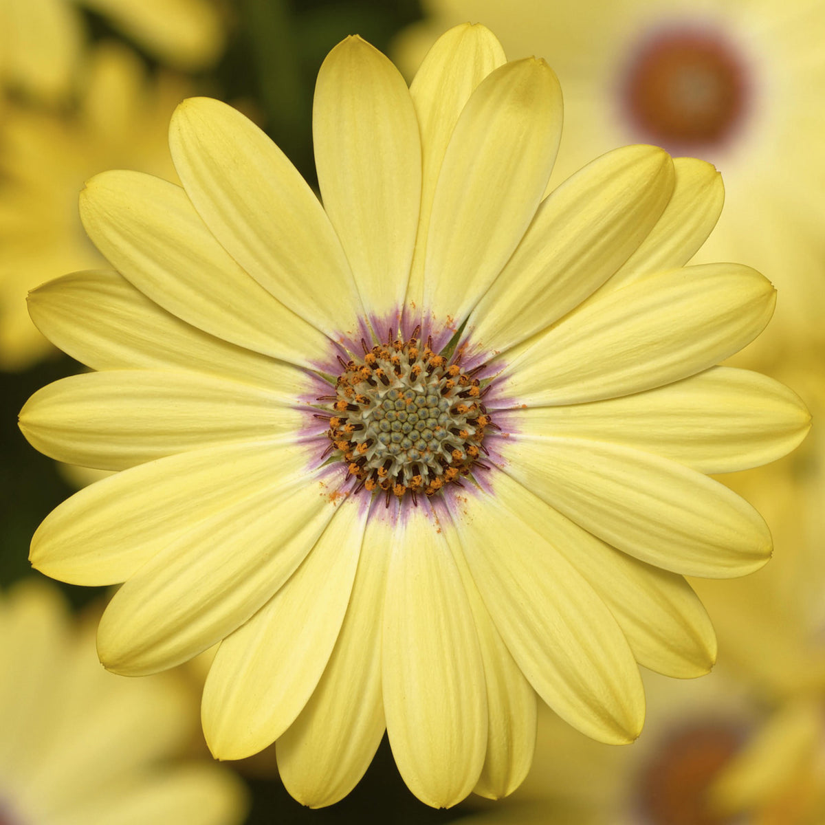 Tradewinds Lemon Zest Osteospermum (African Daisy) – Southern