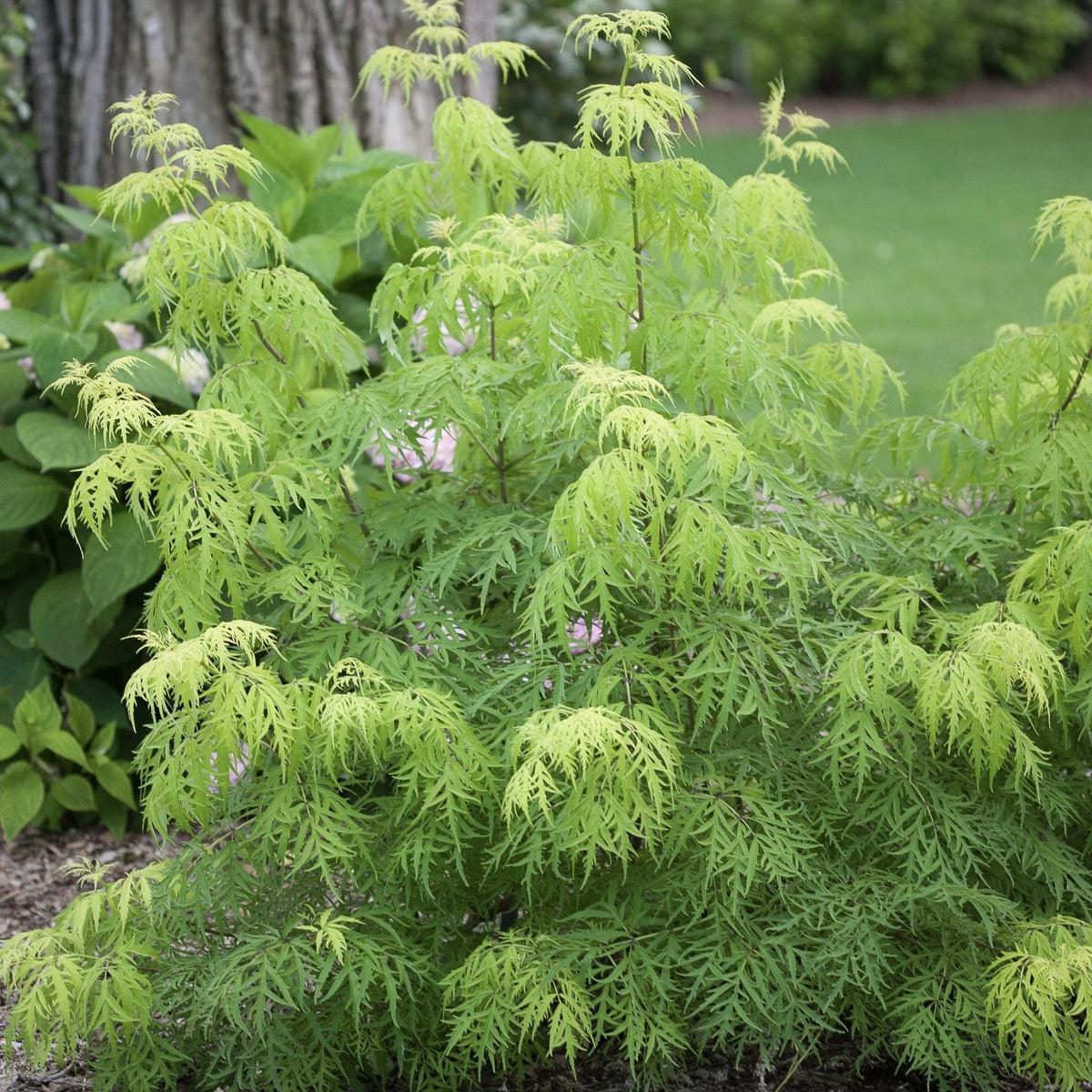 Lemony Lace Elderberry Southern Idaho Landscape Center