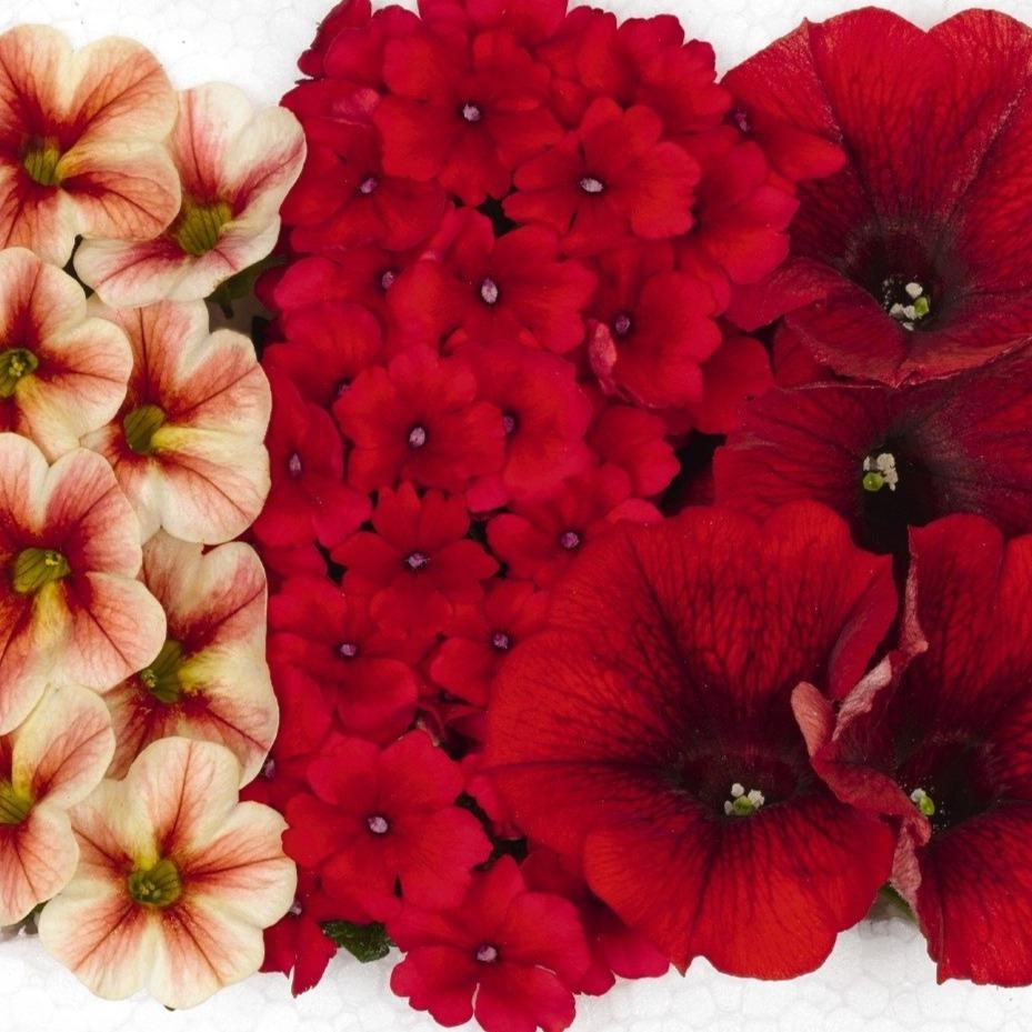 10" Confetti Rockin' Sunset Hanging Basket Southern Idaho Landscape