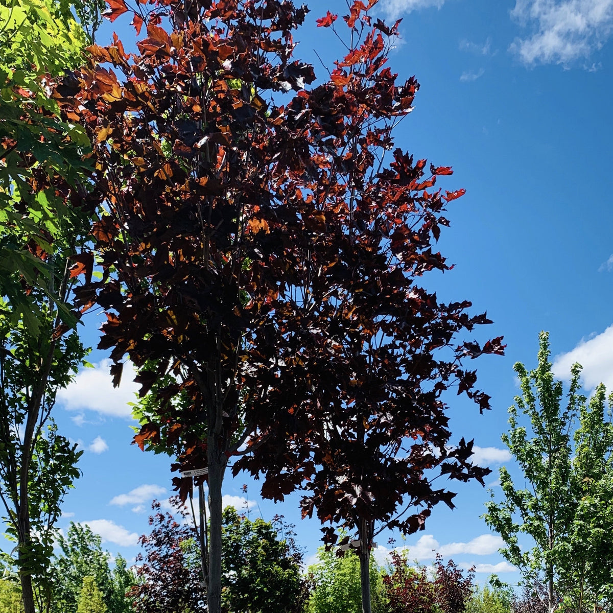 Royal Red Norway Maple Tree Southern Idaho Landscape Center