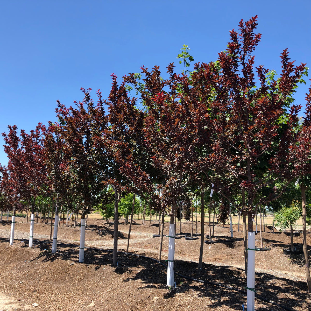 Newport Plum Tree &ndash; Southern Idaho Landscape Center