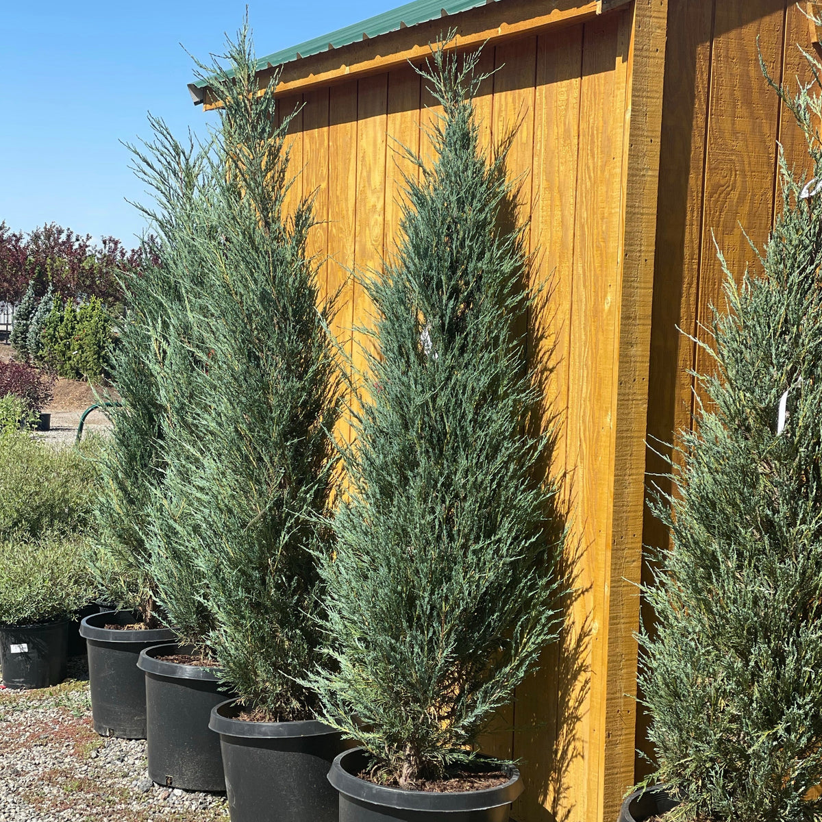 Blue Arrow Juniper Tree – Southern Idaho Landscape Center