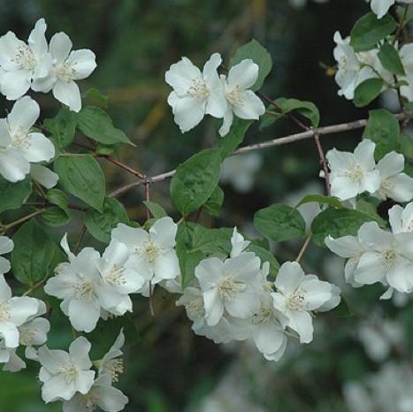 Lewis Philadelphus (Mock Orange - Idaho State Flower) – Southern Idaho