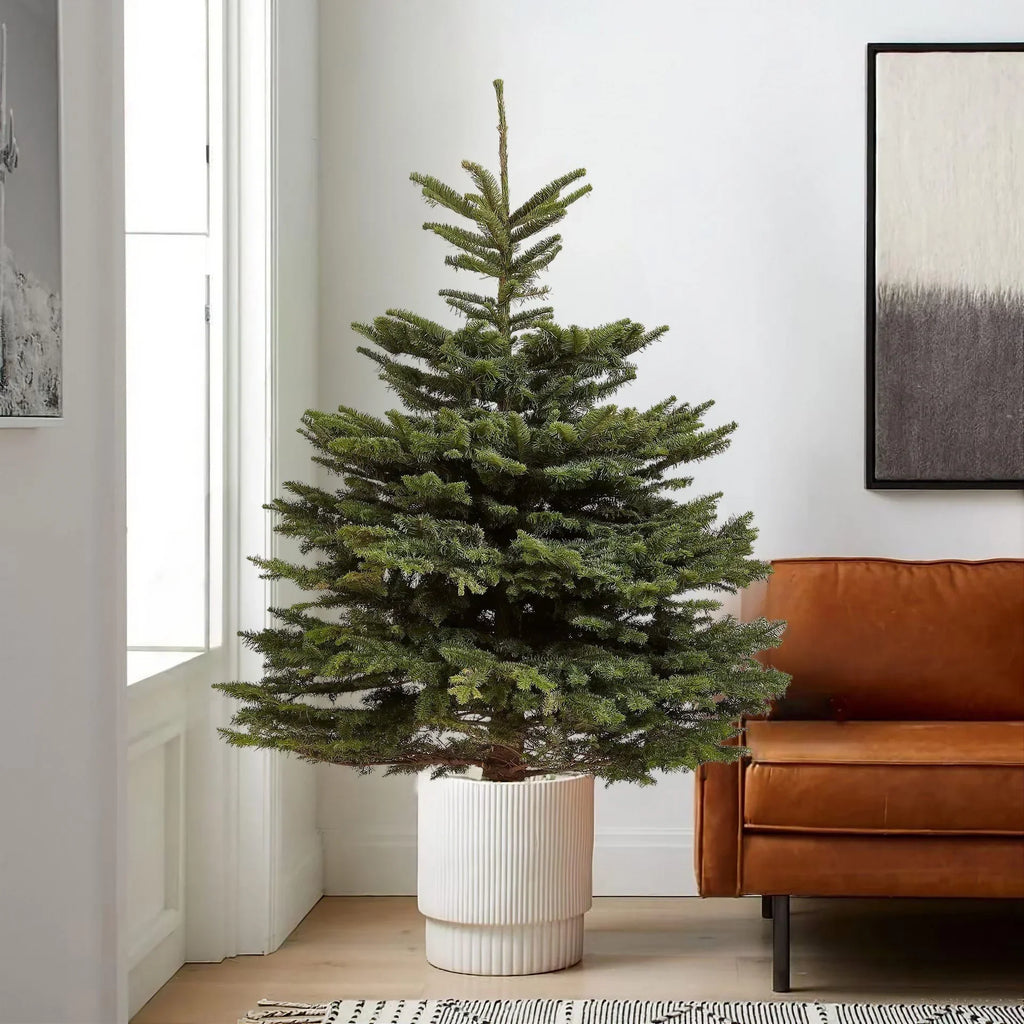 Living Christmas Tree Care Guide