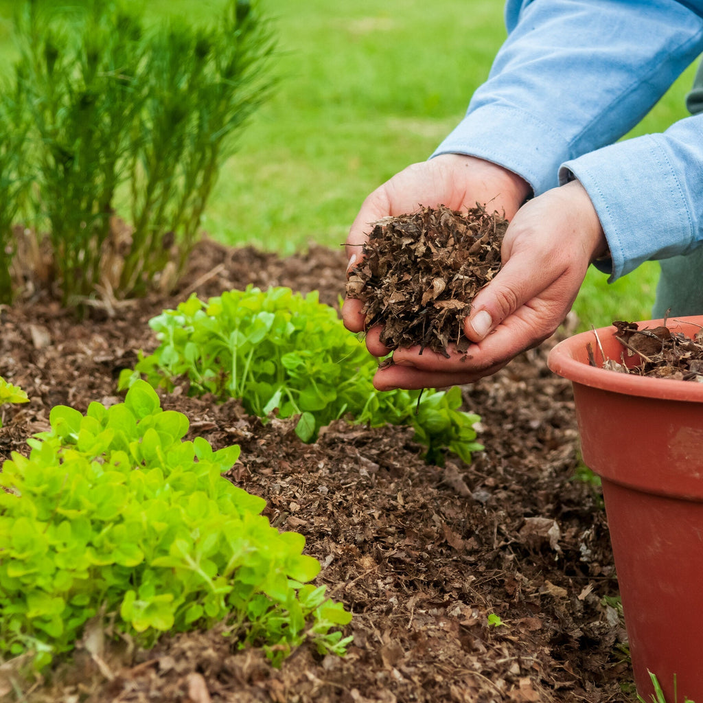 🌿 Why Mulching Matters: Protecting Your Roots Year-Round