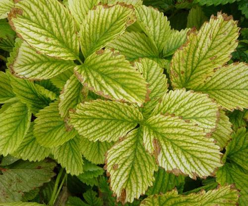 How to Fix Iron Chlorosis: A Common Garden Problem