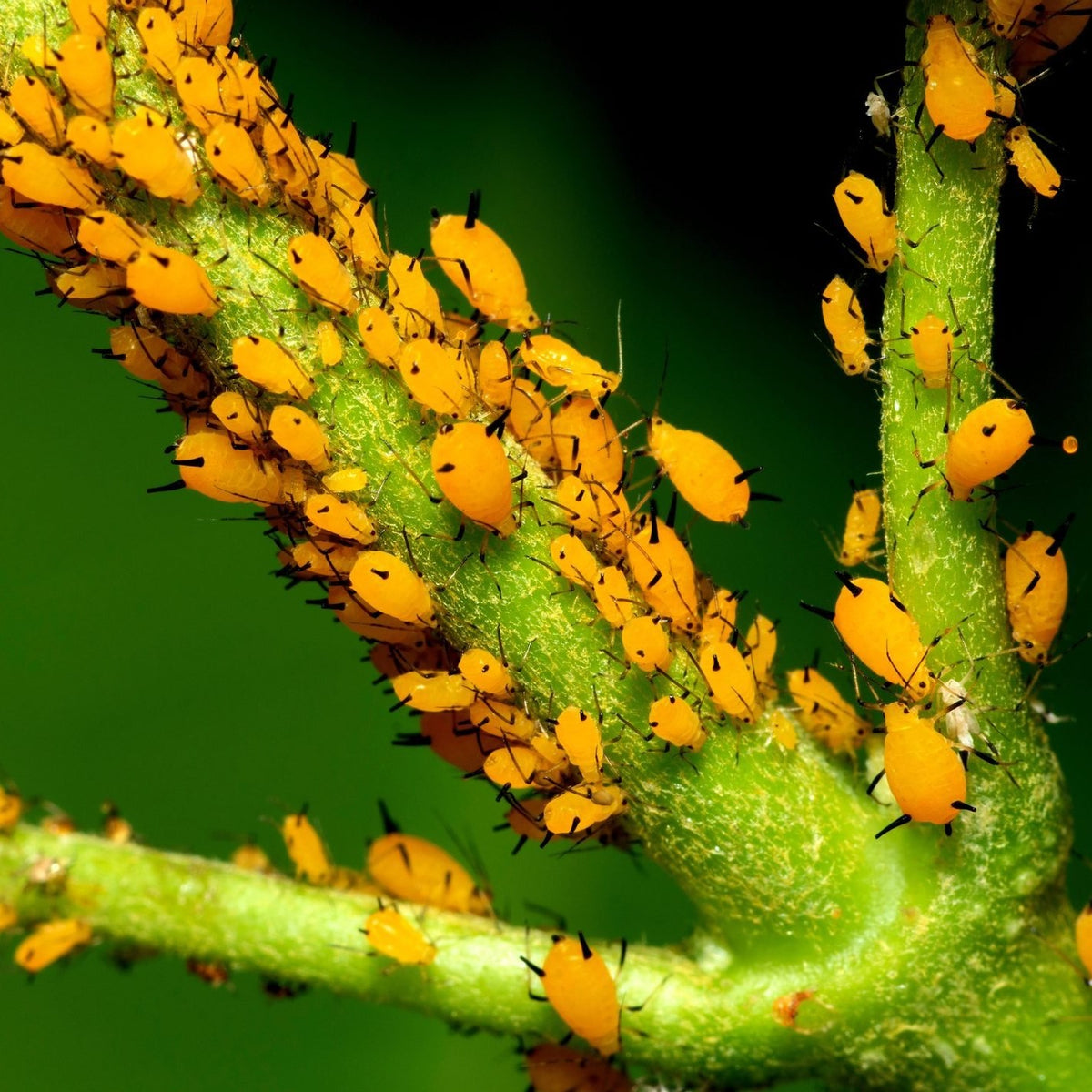 Aphids Range Aphids – Southern Idaho Landscape Center