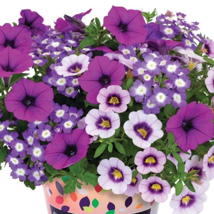 lilac hanging plant 10" Confetti Endurable Lilac Hanging Basket