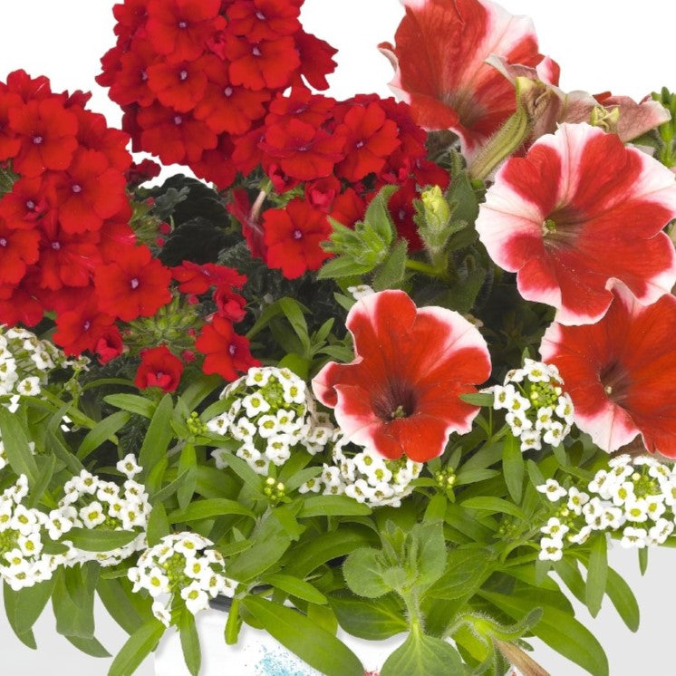 hanging basket strawberry plants 10" Confetti Glossy Strawberry Hanging Basket – Southern Idaho Landscape Center