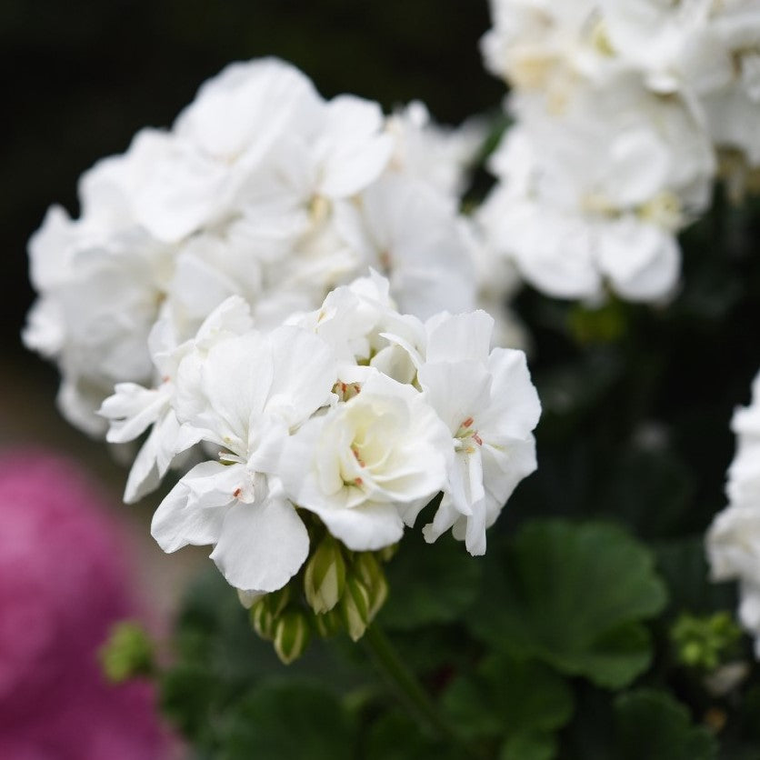 white geranium seeds Savannah White Zonal Geranium – Southern Idaho Landscape Center