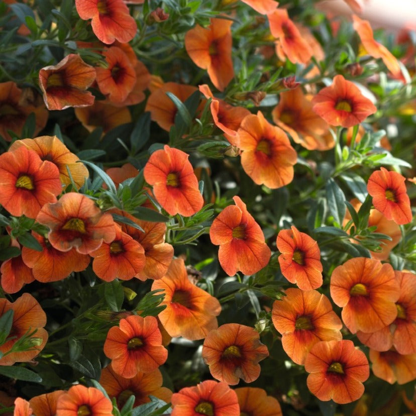 orange hanging plants Aloha Kona Hot Orange Calibrachoa (Million Bells) – Southern Idaho Landscape Center
