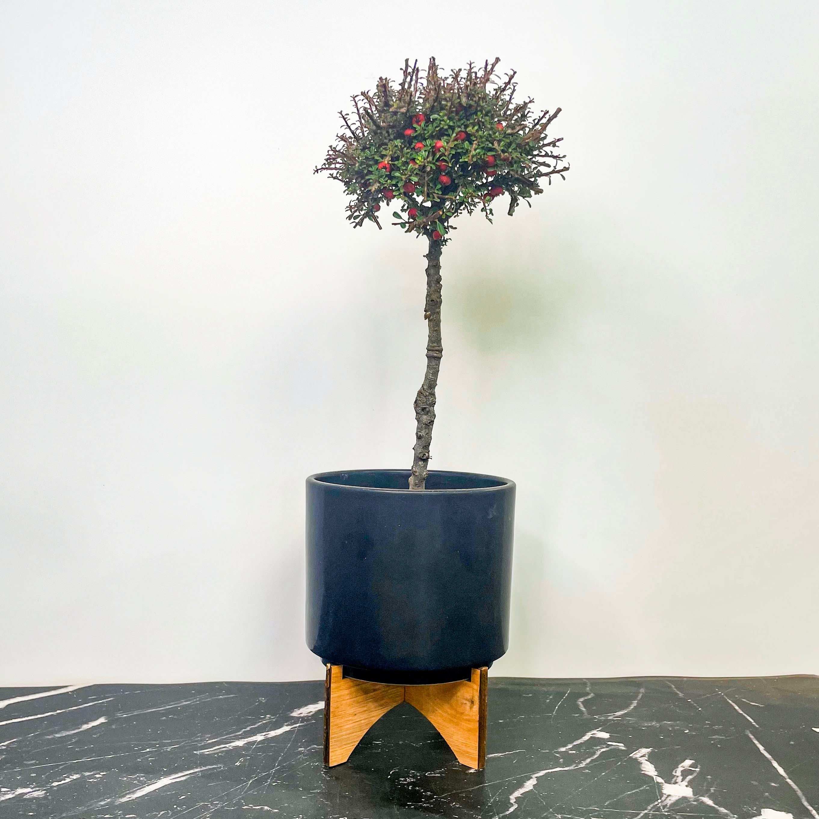 thyme bonsai tree Thyme Leaf Cotoneaster on 12" Standard