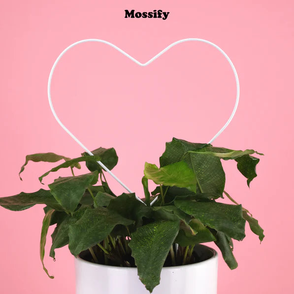 heart trellis for plants White Heart Metal Trellis