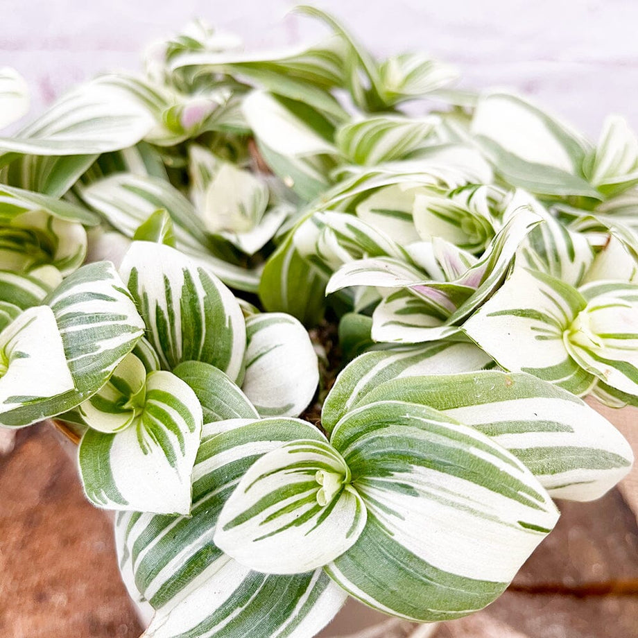 Tradescantia 'Brightness'